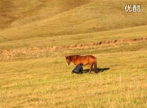 壩上草原騎馬培訓視頻