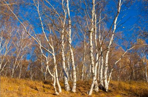 秋游紅山軍馬場(chǎng)