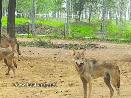 《狼圖騰》木蘭圍場壩上紅山軍馬場緊張拍攝