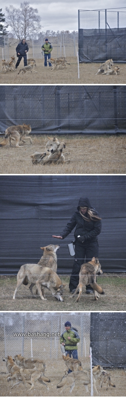 《狼圖騰》木蘭圍場壩上紅山軍馬場緊張拍攝