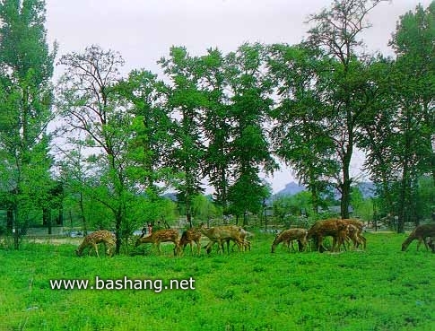 承德避暑山莊 萬(wàn)樹園