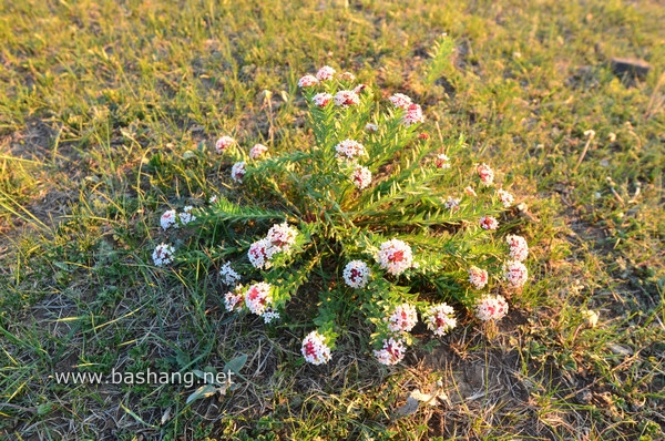 豐寧圖片 豐寧圖片