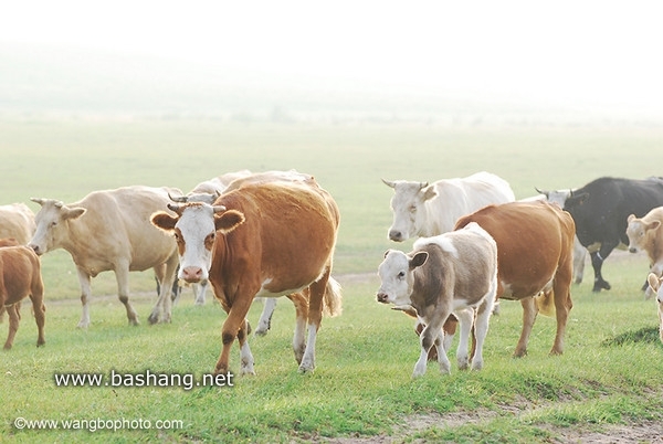 木蘭圍場景點圖片
