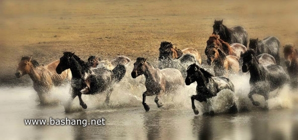 紅山軍馬場自助游圖片