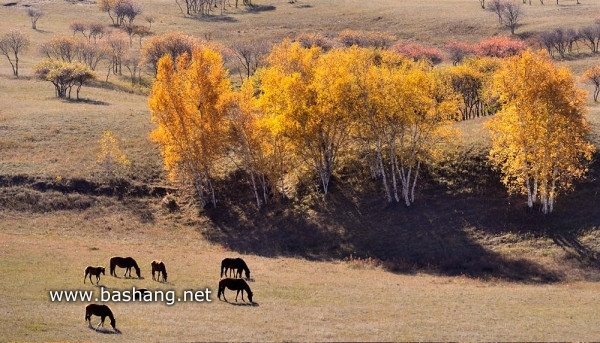 紅山軍馬場自助游圖片