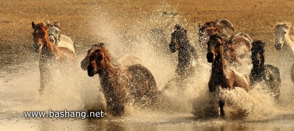 紅山軍馬場自助游圖片