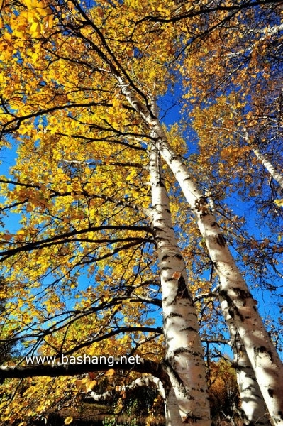 紅山軍馬場圖片
