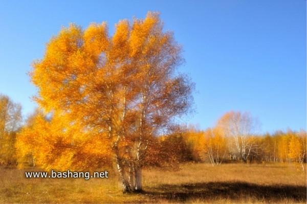 紅山軍馬場自助游圖片