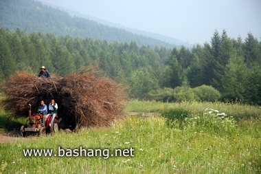 夏季的豐寧壩上