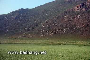 夏季的豐寧壩上