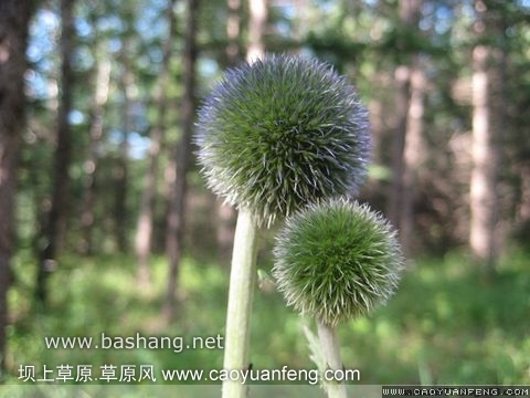 7月18日豐寧壩上兩日游