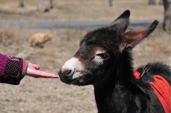 張北自助游圖片