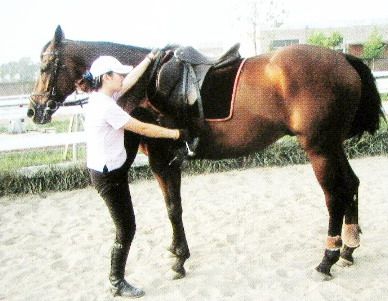 馬術基礎上馬