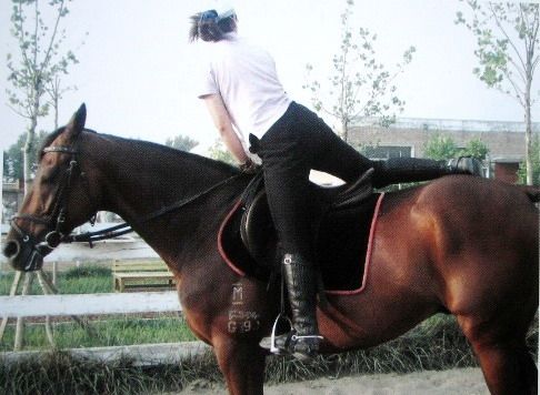 馬術基礎上馬