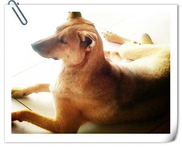 豐寧壩上自助游圖片