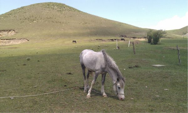 6月豐寧壩上騎馬