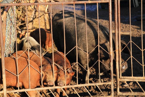 6月豐寧壩上騎馬