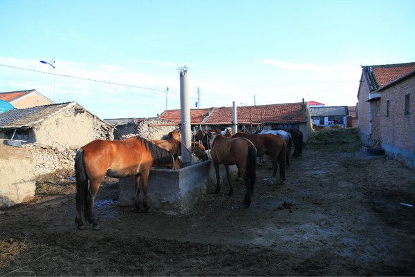 6月豐寧壩上騎馬