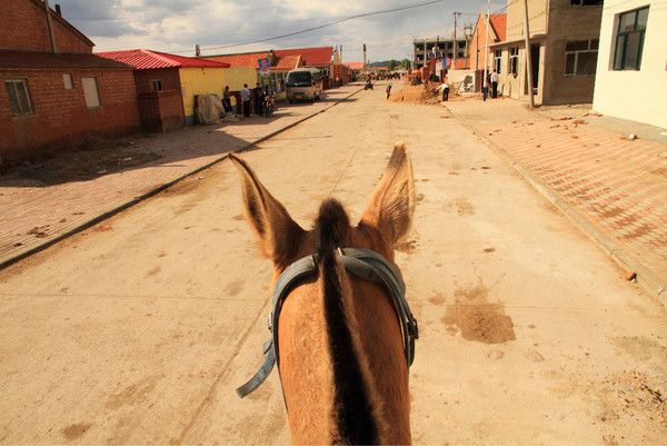 6月豐寧壩上騎馬