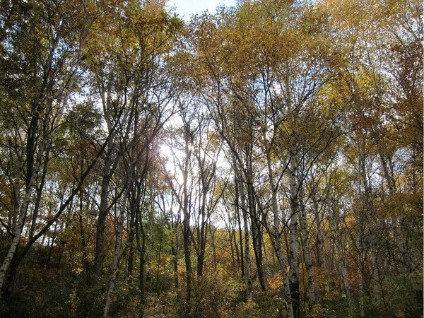 壩上+喇叭溝門(mén)自助游圖片