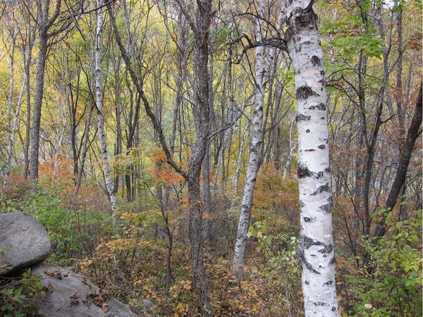 壩上+喇叭溝門(mén)旅游攻略圖片