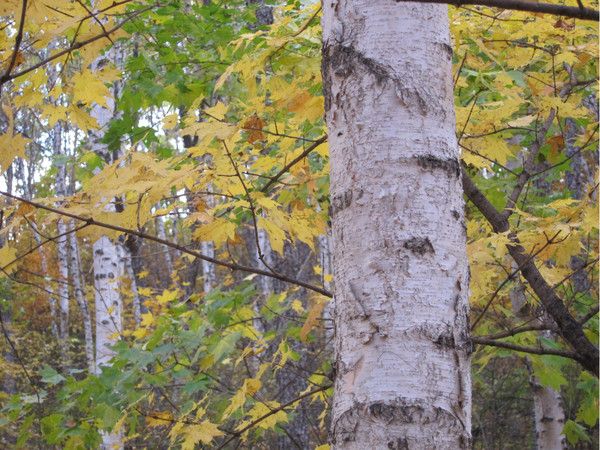 壩上+喇叭溝門(mén)旅游攻略圖片