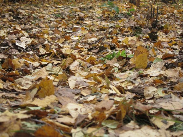 壩上+喇叭溝門(mén)圖片