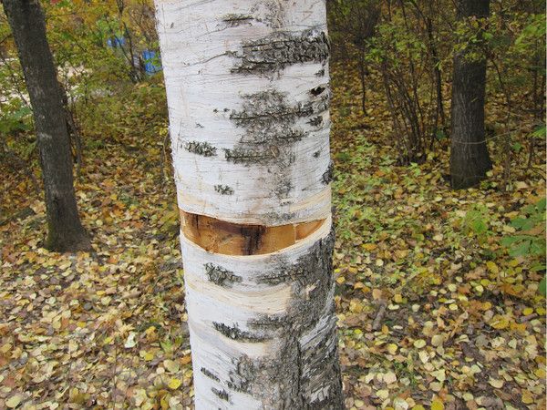 壩上+喇叭溝門(mén)旅游攻略圖片