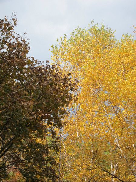 壩上+喇叭溝門(mén)旅游攻略圖片