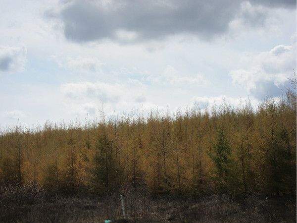 壩上+喇叭溝門(mén)景點(diǎn)圖片