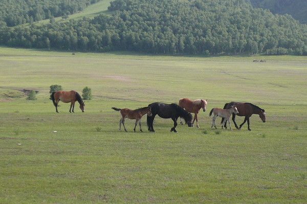豐寧壩上自助游圖片