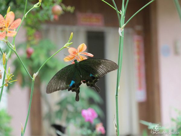 豐寧壩上自助游圖片