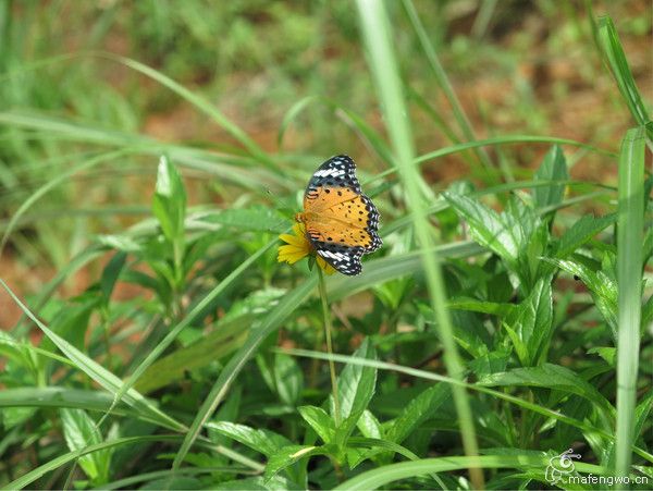 豐寧壩上景點圖片
