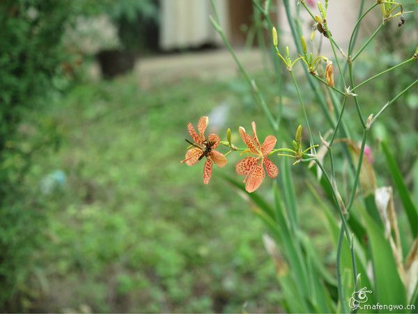 豐寧壩上旅游攻略圖片