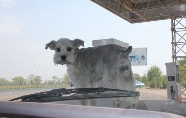 豐寧壩上旅游攻略圖片