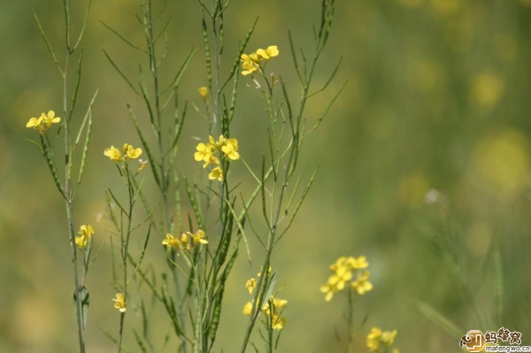 豐寧壩上旅游攻略圖片