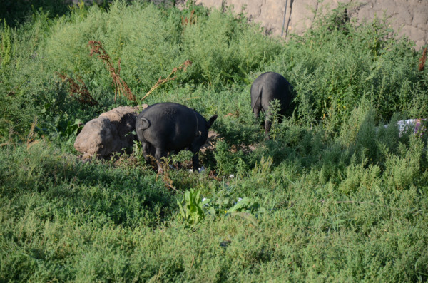 豐寧壩上旅游攻略圖片
