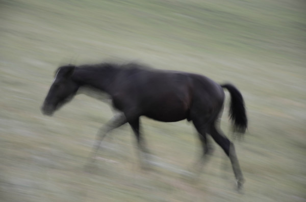 豐寧壩上自助游圖片