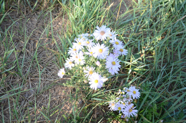 豐寧壩上旅游攻略圖片