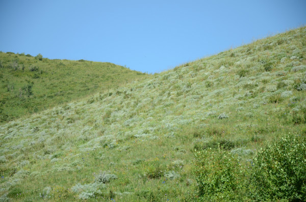 豐寧壩上景點圖片