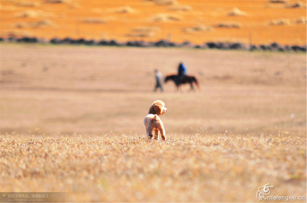 豐寧壩上景點圖片