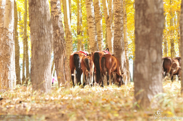 豐寧壩上景點圖片