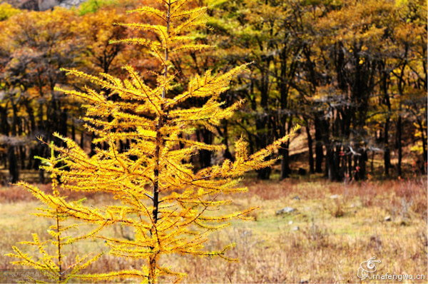 豐寧壩上旅游攻略圖片