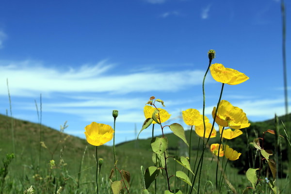 豐寧壩上旅游攻略圖片