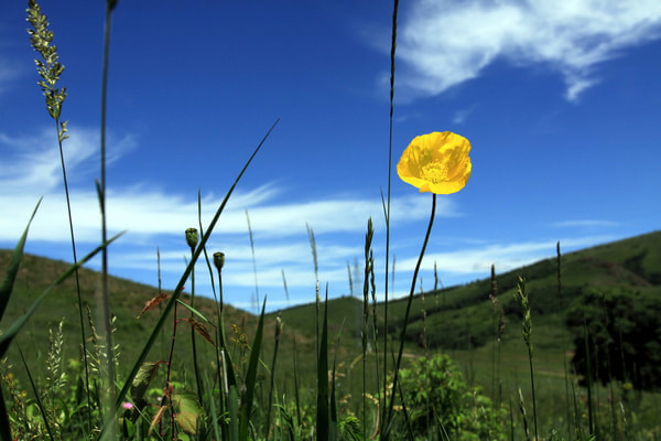 豐寧壩上景點(diǎn)圖片