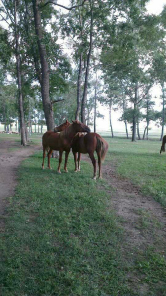 豐寧壩上自助游圖片