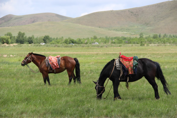 豐寧壩上自助游圖片