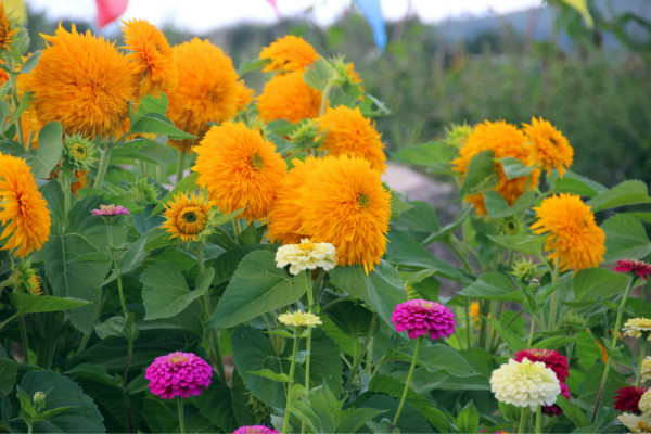 豐寧壩上旅游攻略圖片