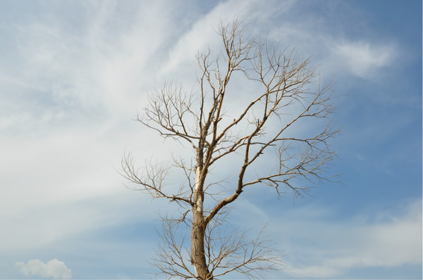 這個夏天我和馬兒一起走過草原----壩上