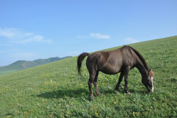 豐寧壩上旅游攻略圖片